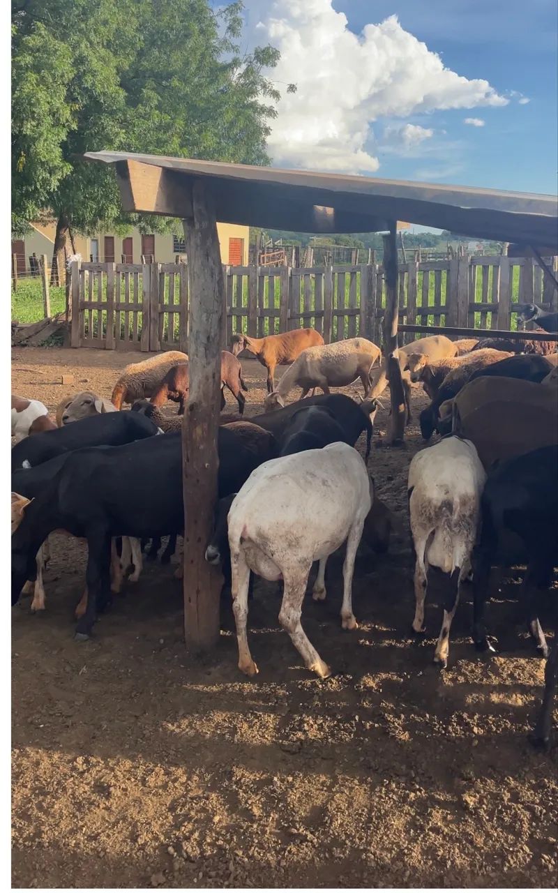 Carneiro, ovelha, carneira, cordeiro, borrego. - Foto 6