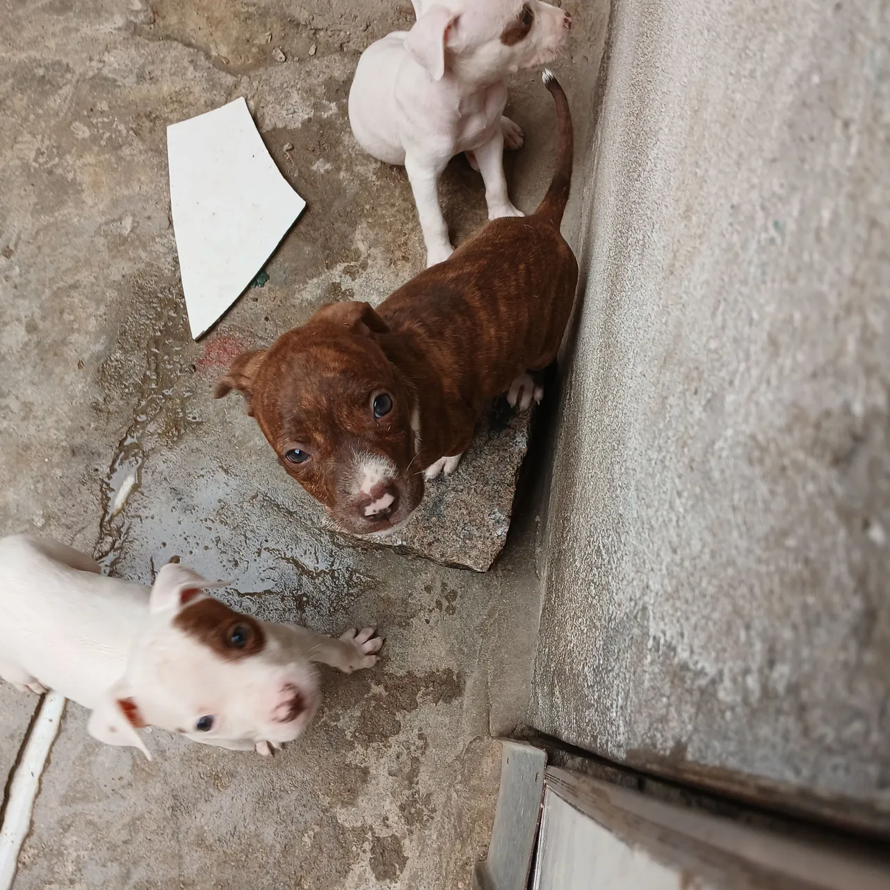 Três filhotes de Pitbull