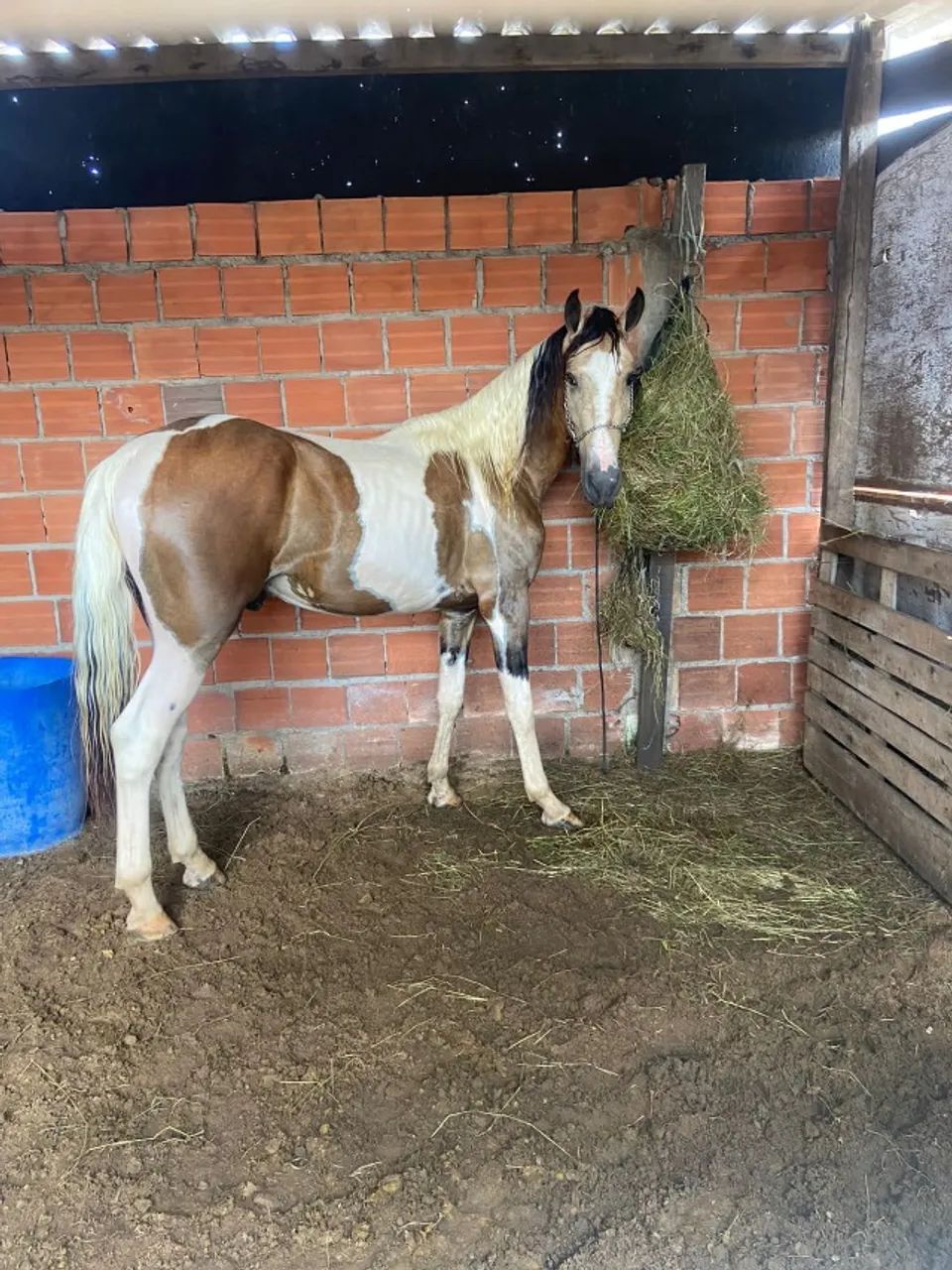 Garanhão Mangolino - Foto 2
