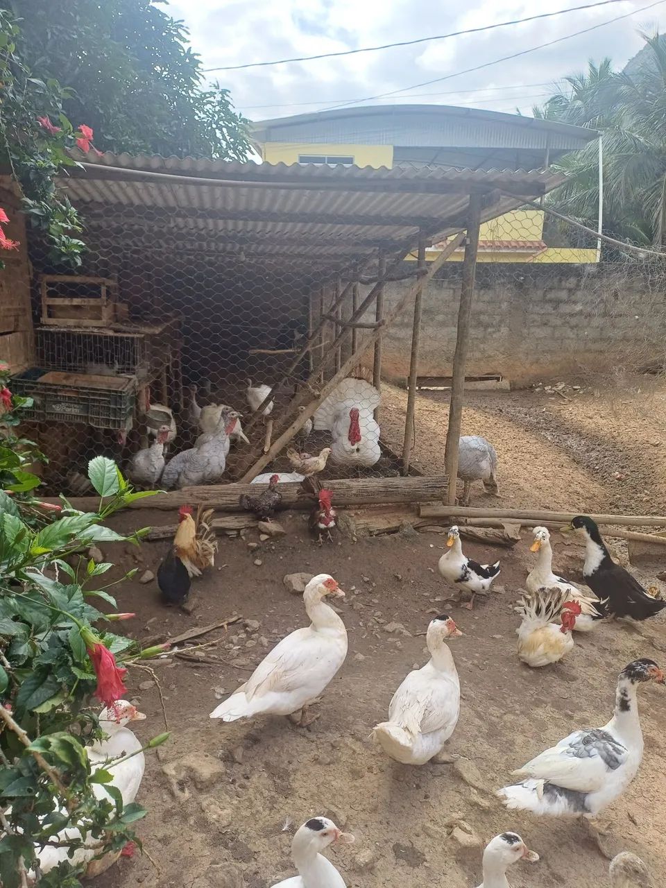 Marrecos e patos  - Foto 3