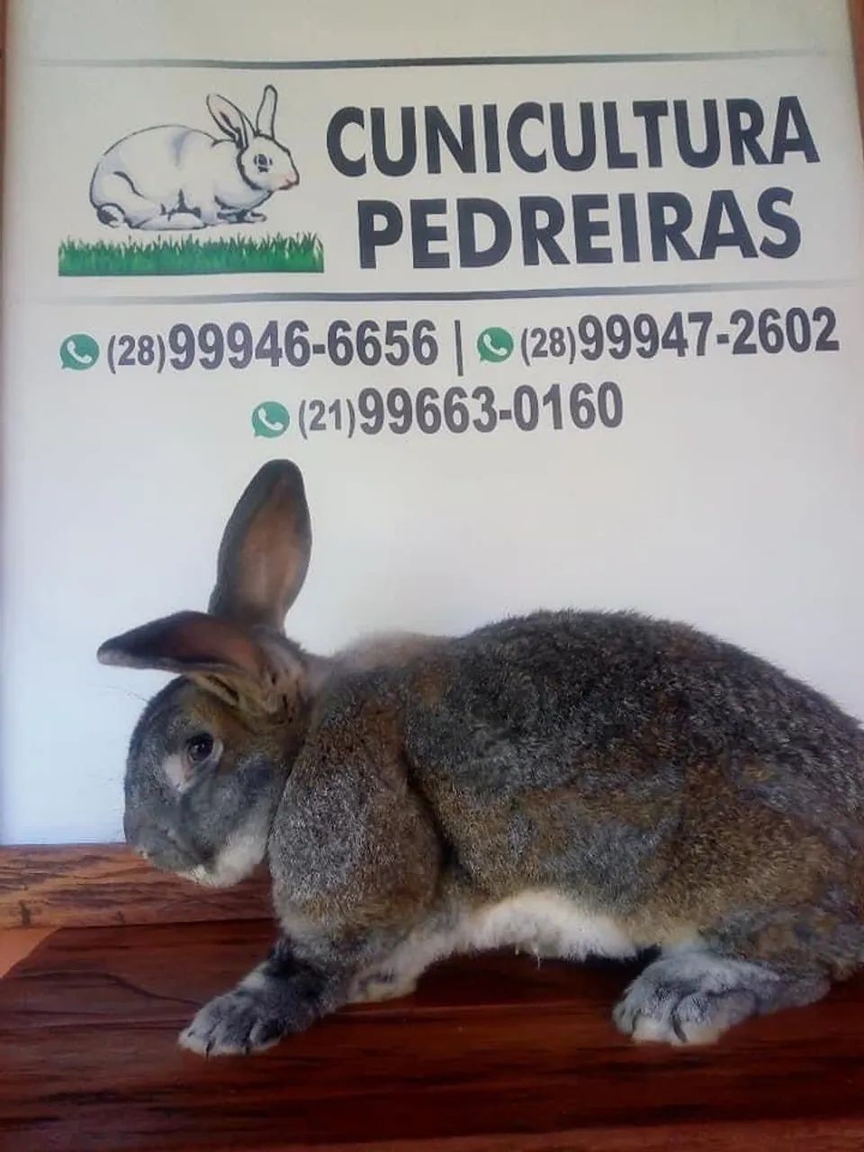 Coelho Gigante - Ótima Linhagem - Foto 3