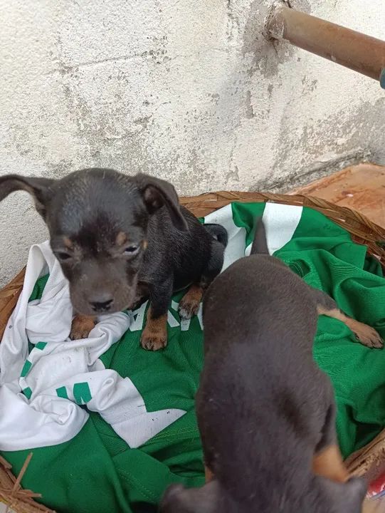 Vendo 2 filhotes de pinscher fêmea  - Foto 4