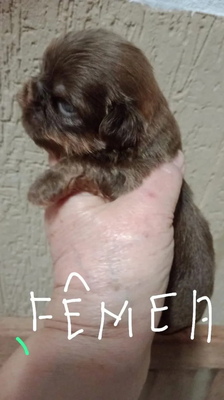 Filhote de Shih Tzu fêmea e machos
