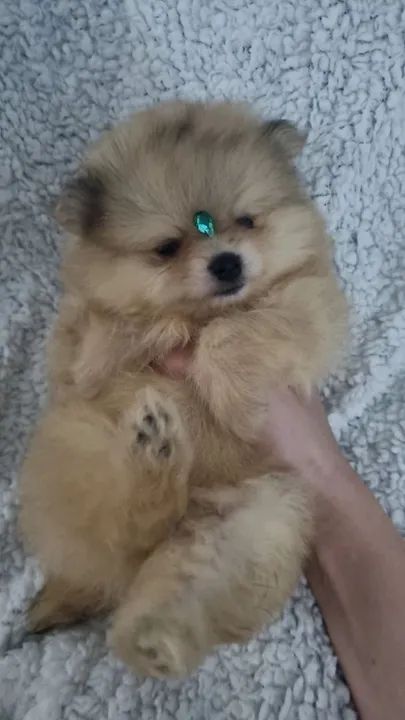 Filhote de lulu Pomerania anão qualidade e garantia 