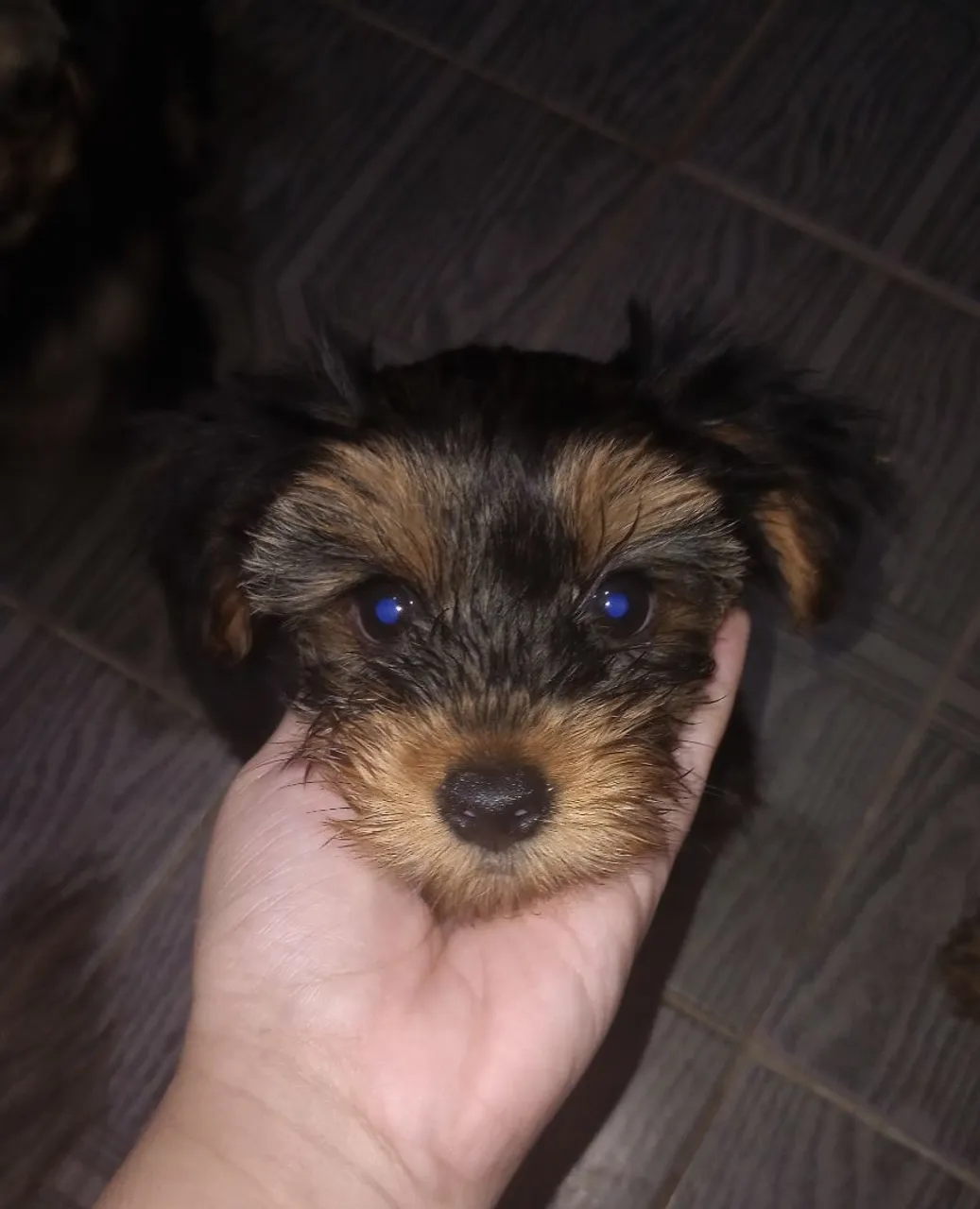 Filhote de Yorkshire Terrier - Pequeno e Charmoso!