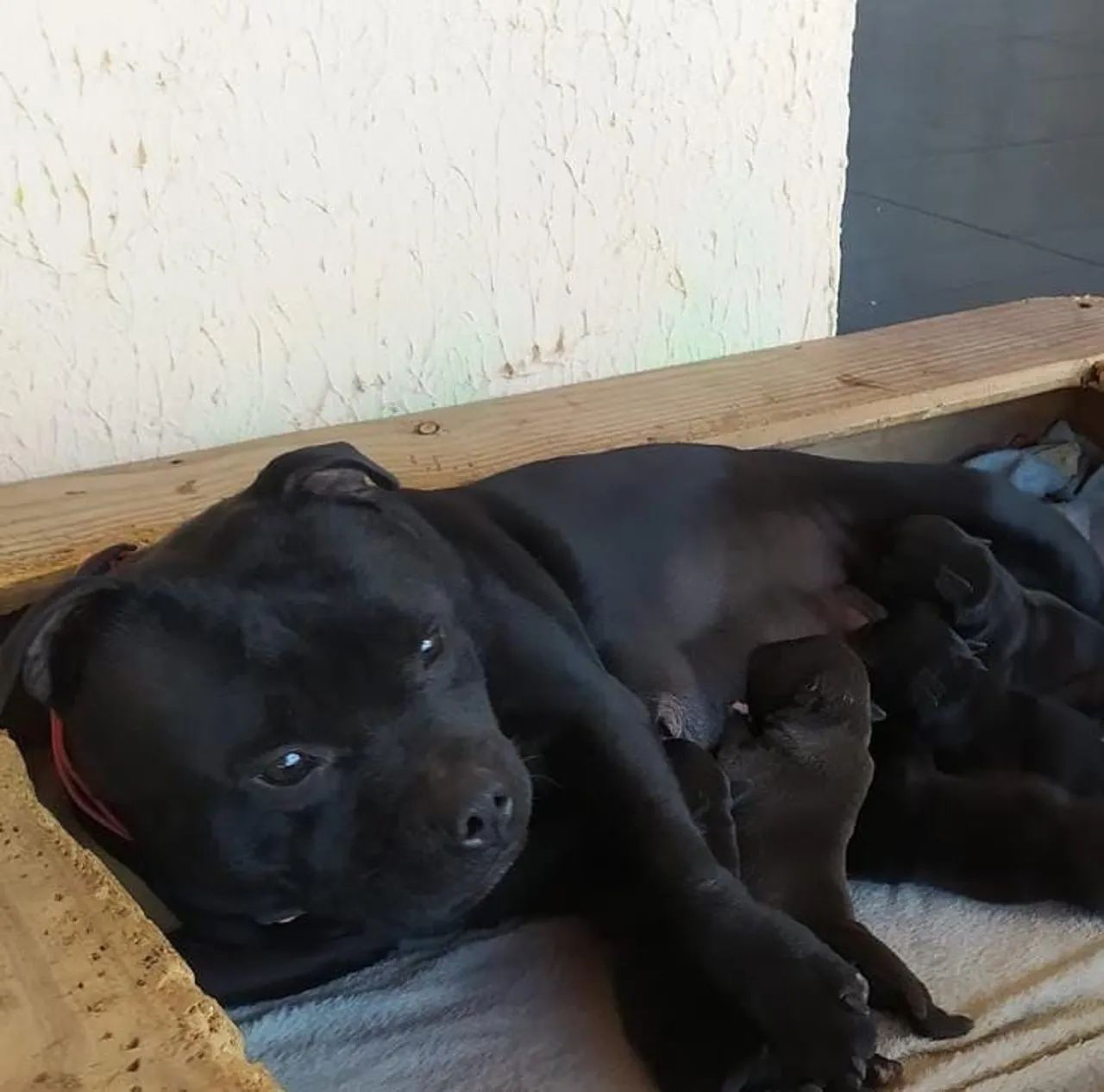 Filhotes de Staffordshire Bull Terrier - Foto 4