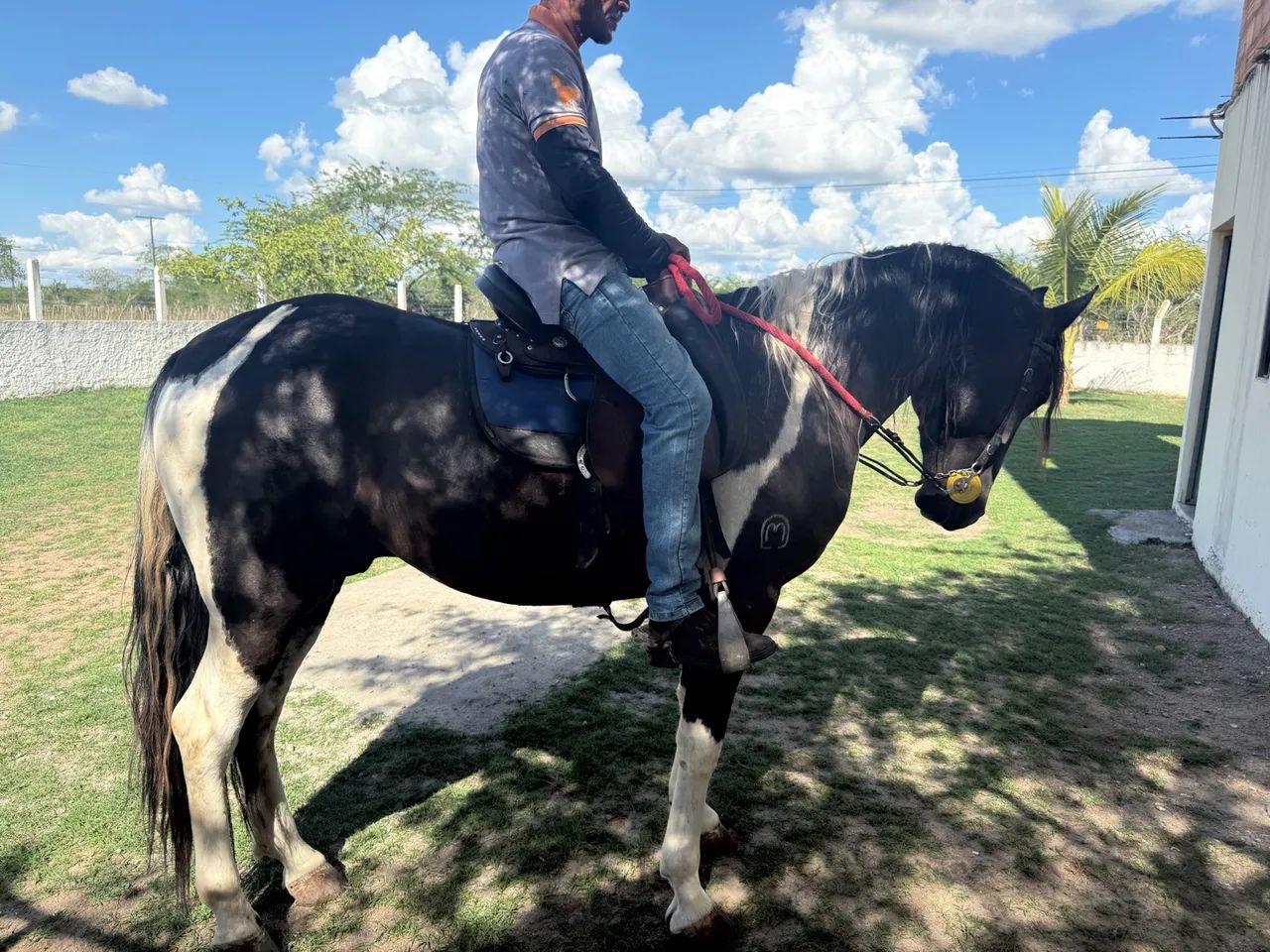 Pampa de Preto  - Foto 2