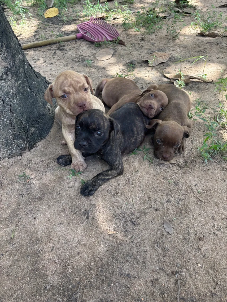 Pitbull para venda