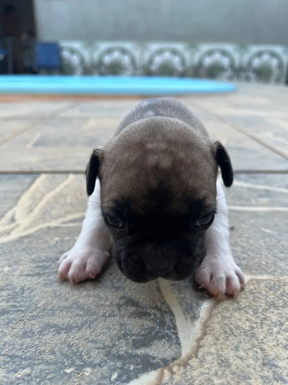 Filhote de Bulldog Francês - Foto 2