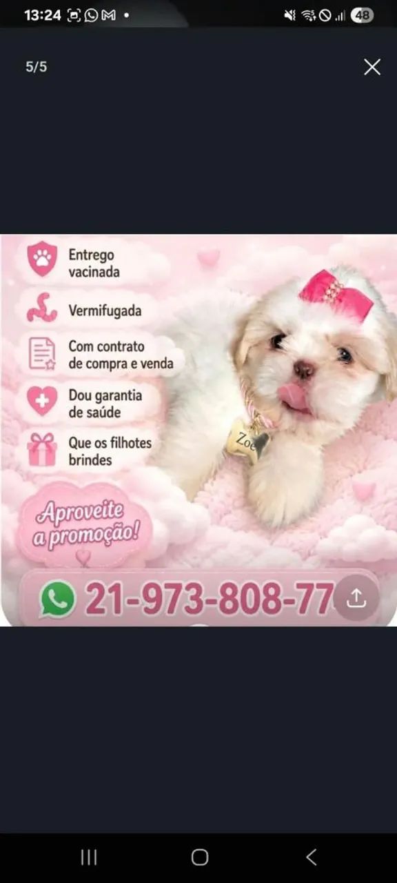 Filhotes de shihtzu mini - Foto 2