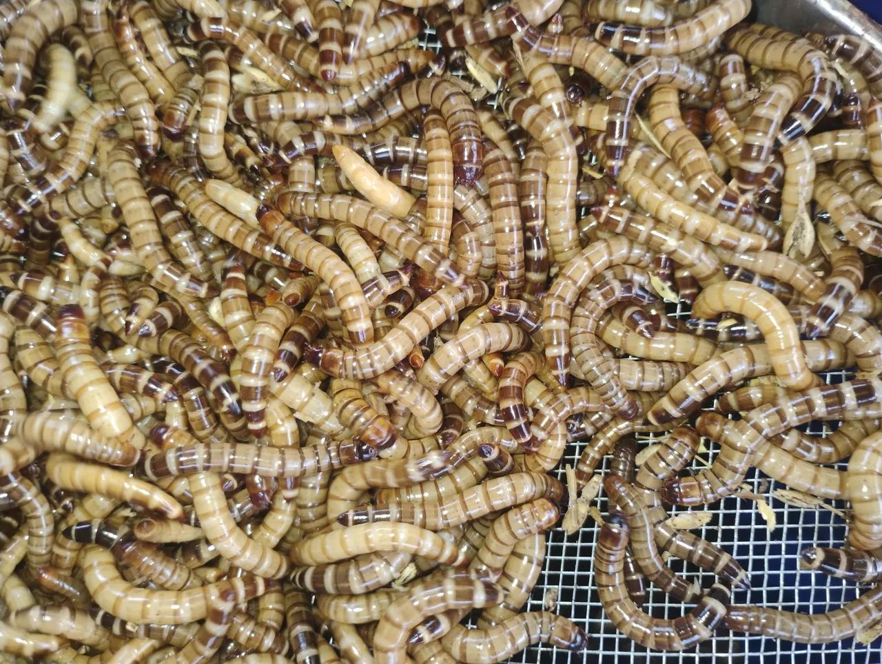 Tenébrios gigantes. - Foto 3