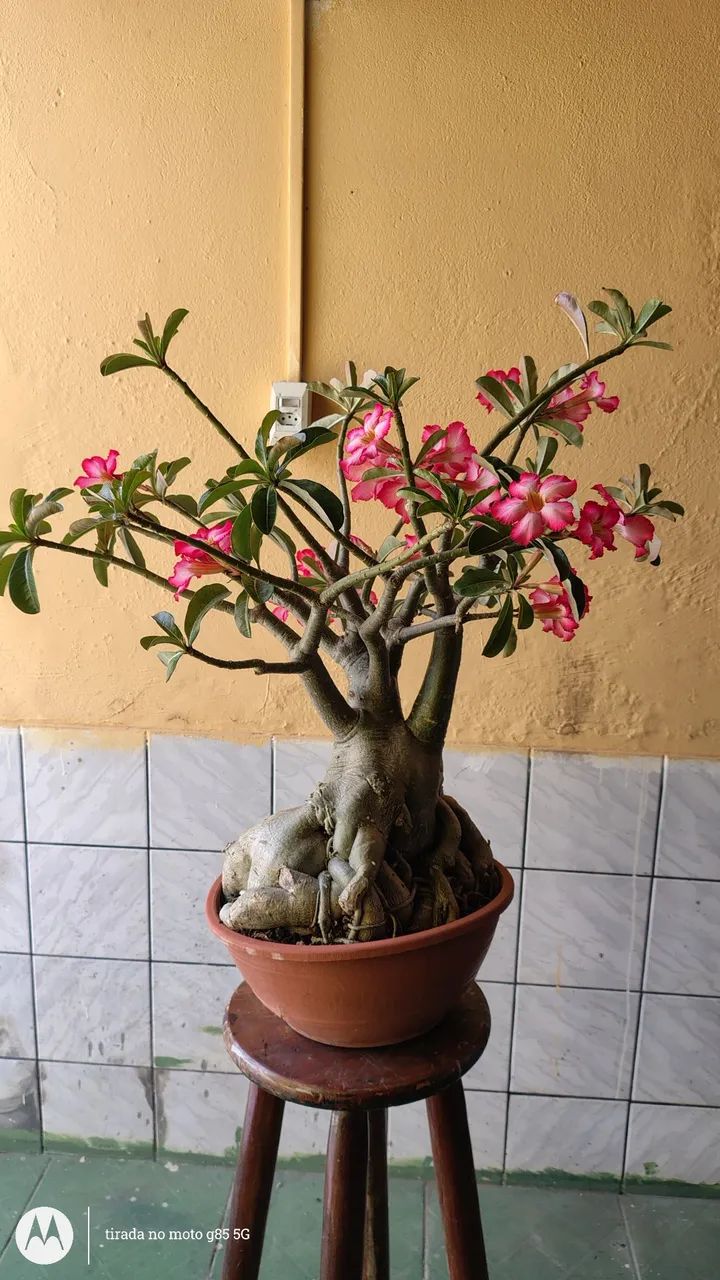 Rosa do deserto - Foto 2
