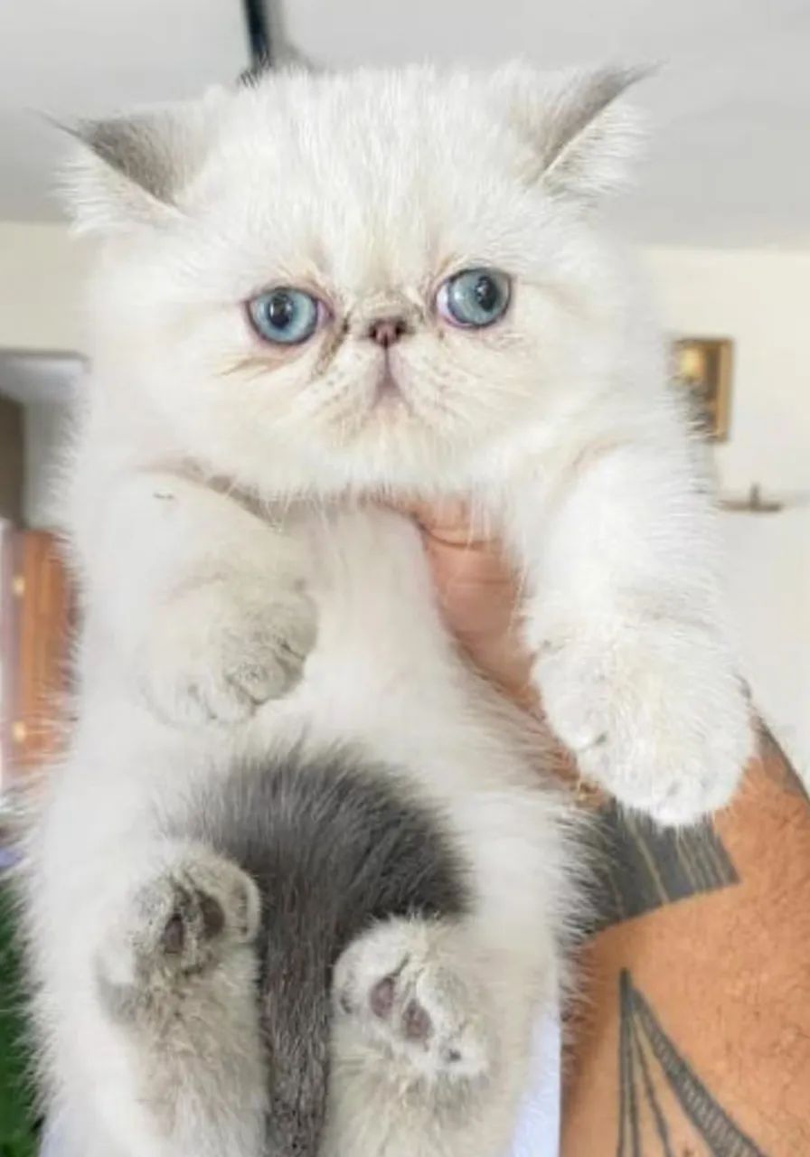 Exóticos bebês a venda - Foto 2