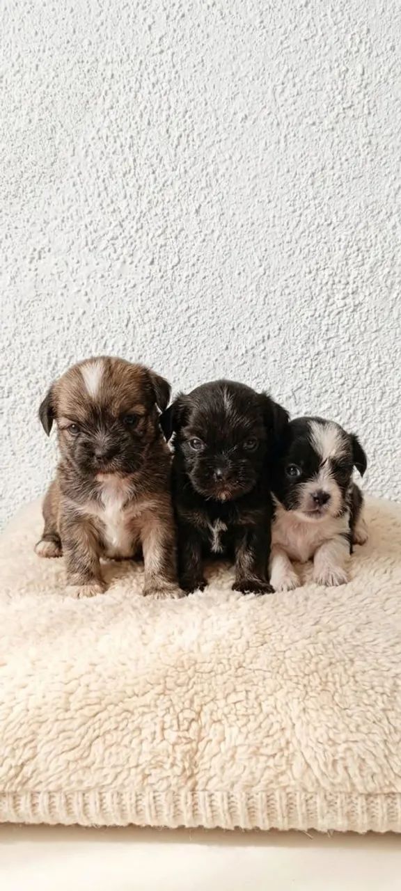 LINDOS FILHOTES DE SHIHTZU