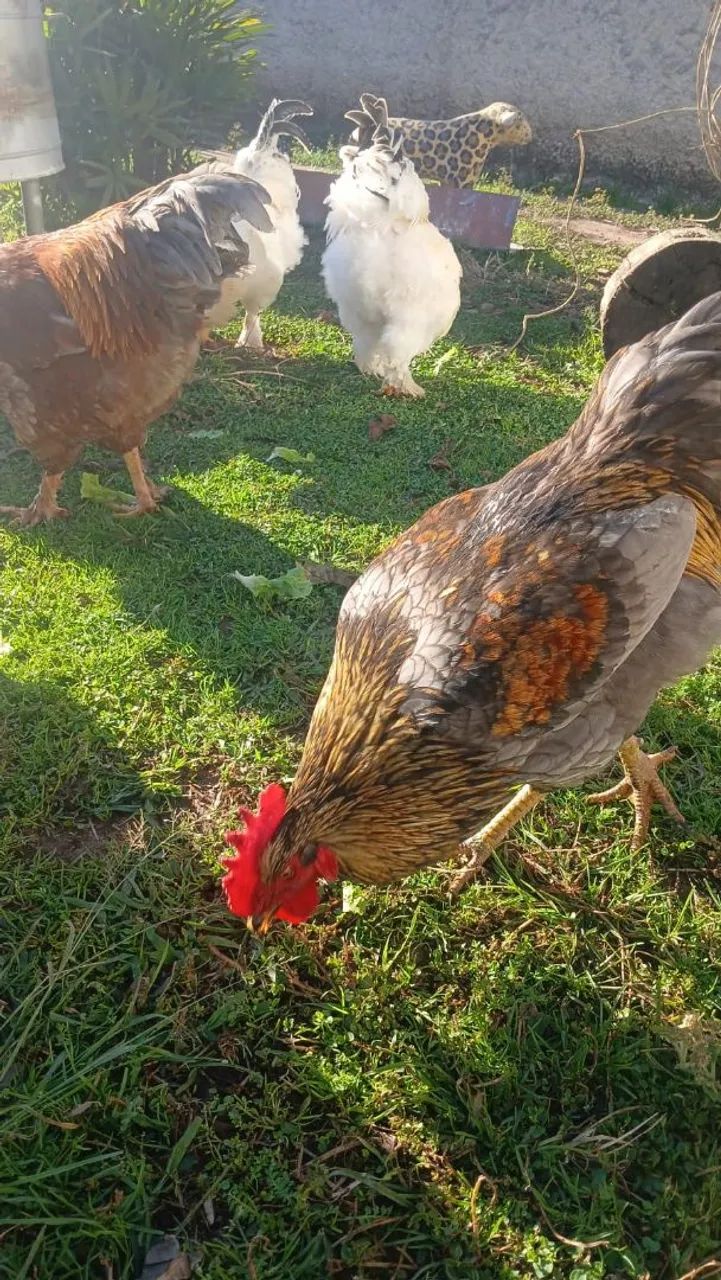 Galos Brahma Light  - Foto 3