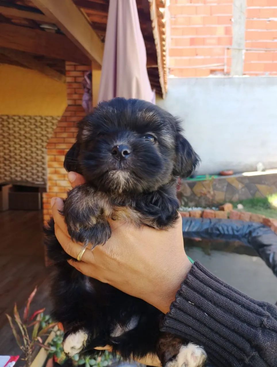 Cachorro Shitzu - Foto 4