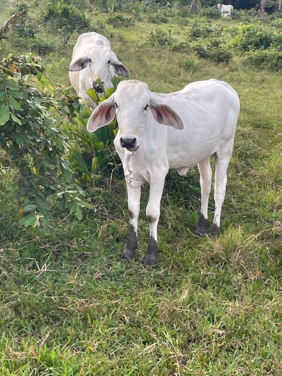 Vacas e novilhas