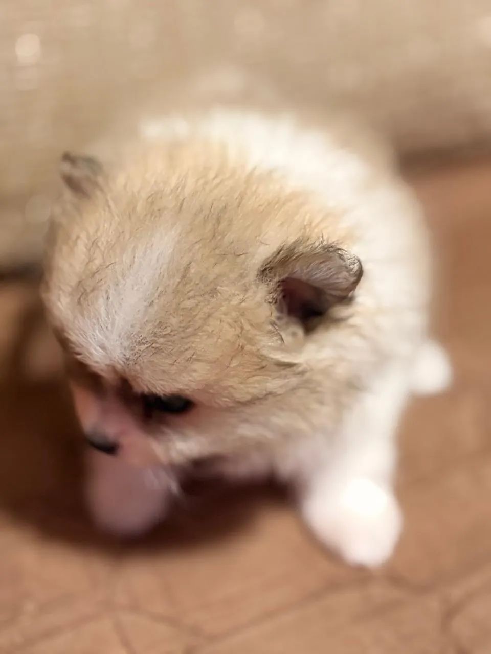 Cachorro  - Foto 4