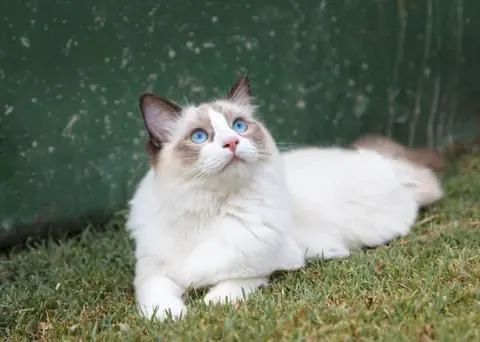 Ragdoll  - Foto 3