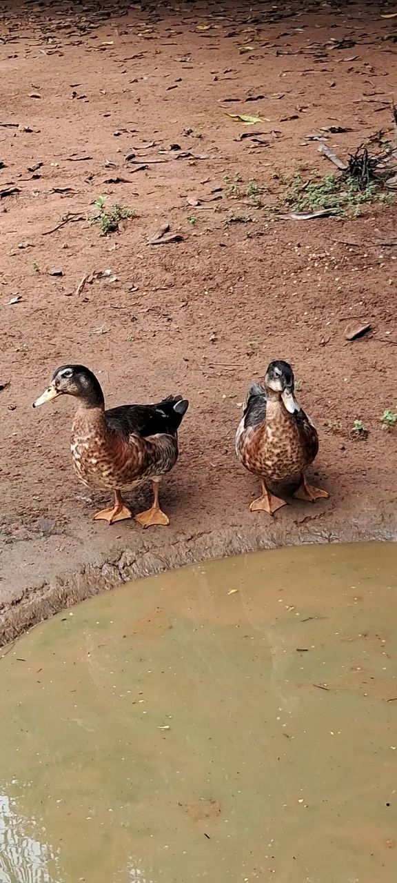 Vendo Peru e Marrecos! - Foto 3