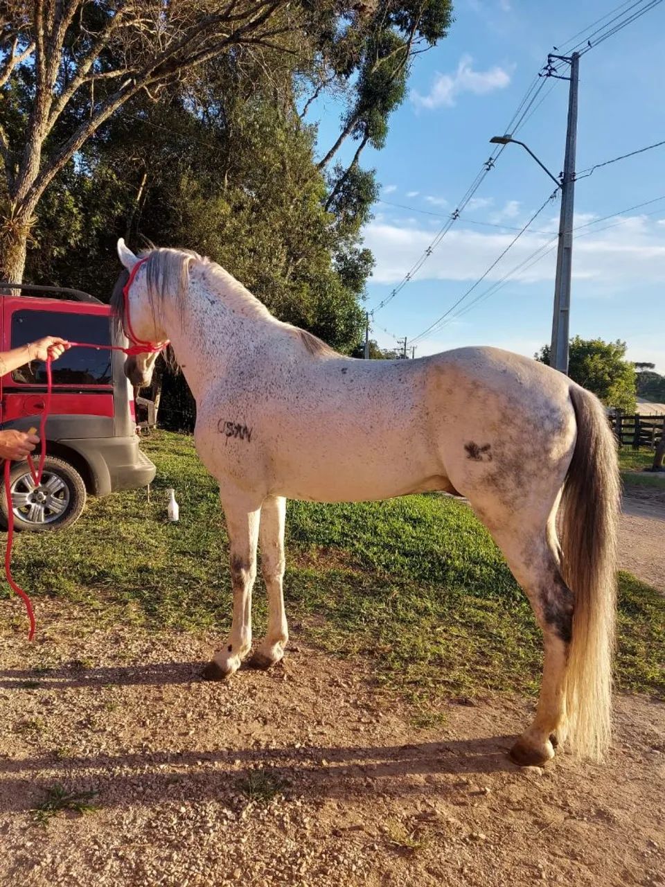 Cavalo mangalarga  - Foto 2