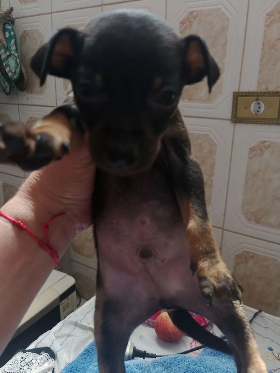 Pinscher macho  - Foto 3