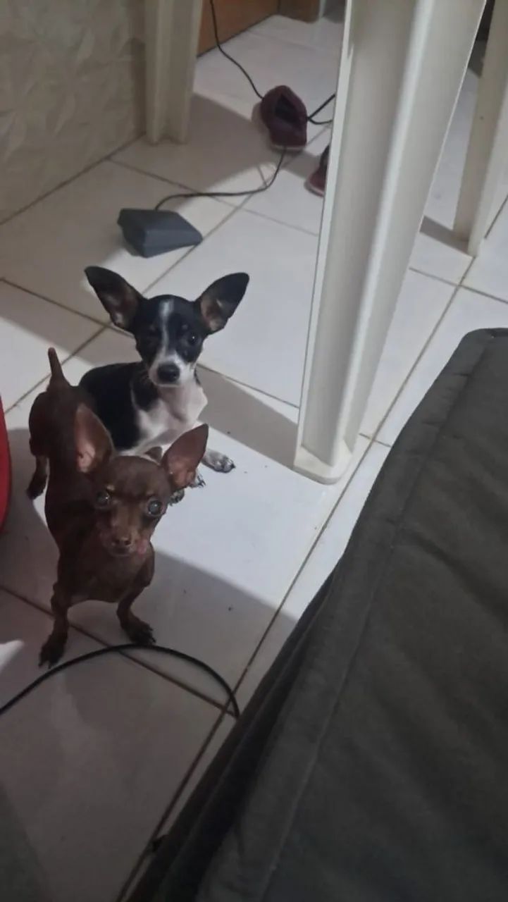Pincher macho da zero com 1  - Foto 2
