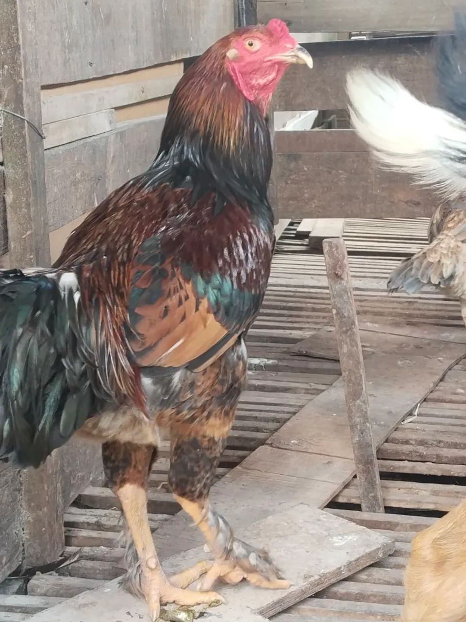 Galos e galinhas - Foto 2