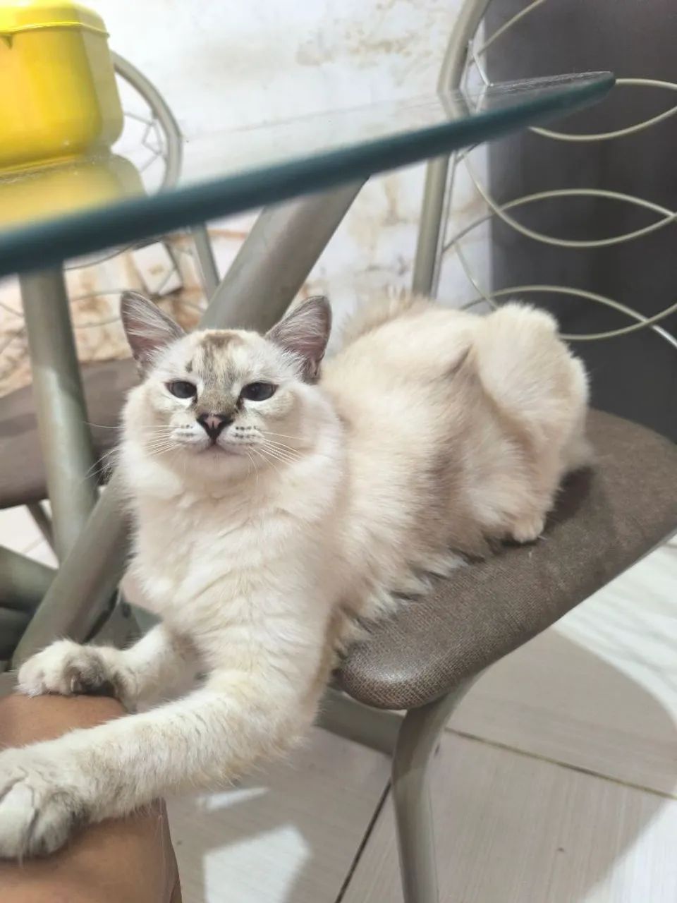 Doação de uma gatinha