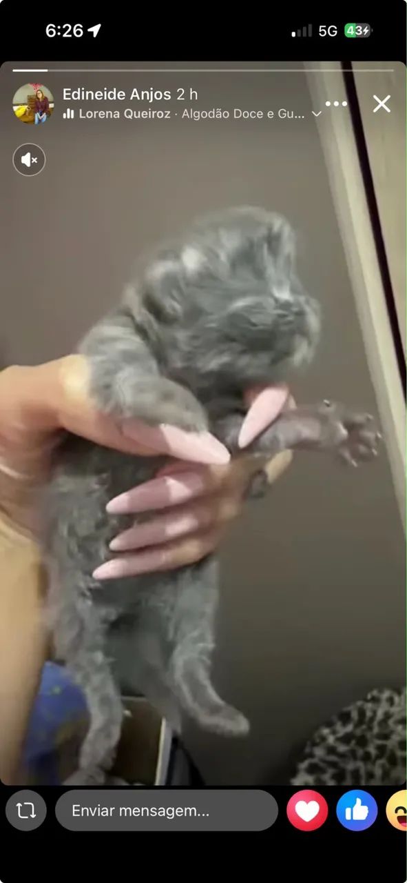 Gato persa  - Foto 5