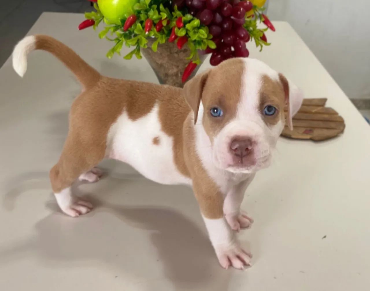 Pit bull mostre com terrier  - Foto 3