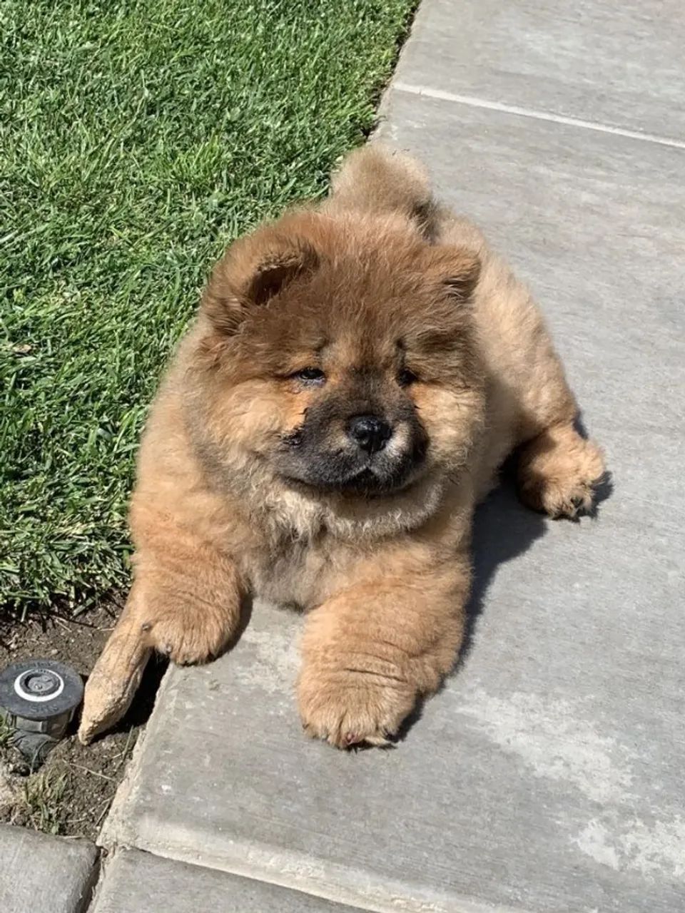 Chow chow lindo e encantador 