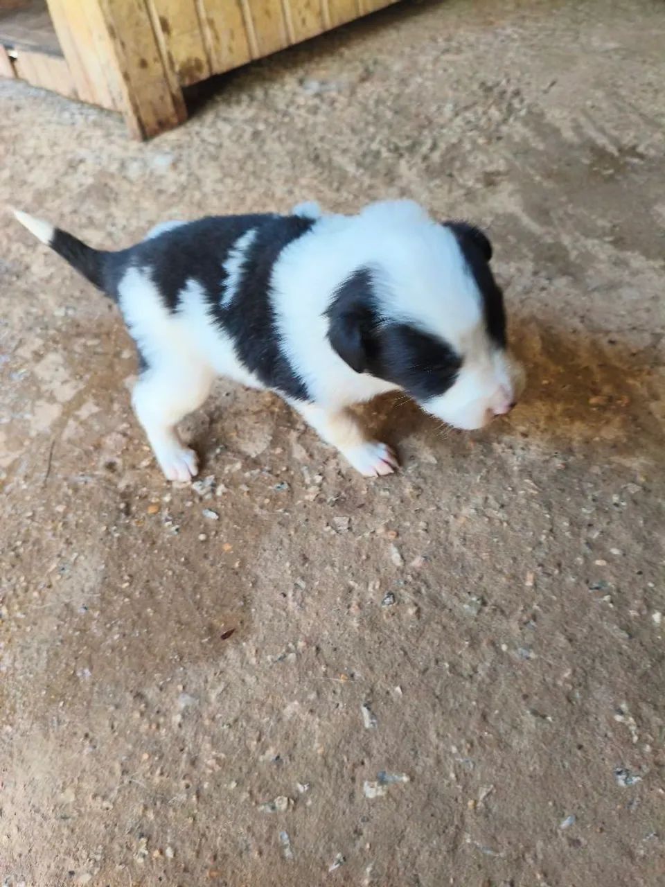 Bader collie  - Foto 3