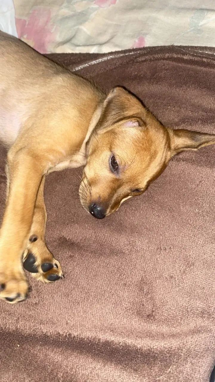 DOAÇÃO LABRADOR - Foto 2
