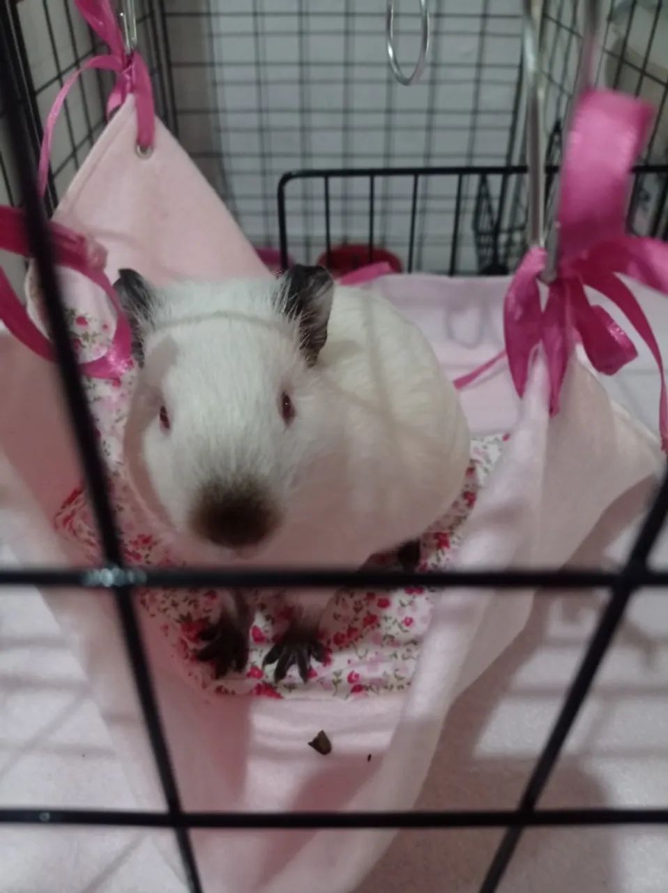 Doação porquinho da índia 