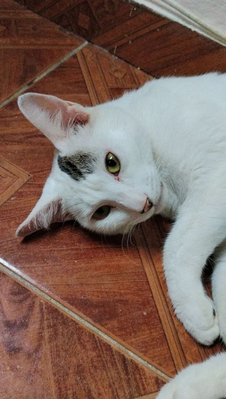 Doa-se gatinho macho branquinho 