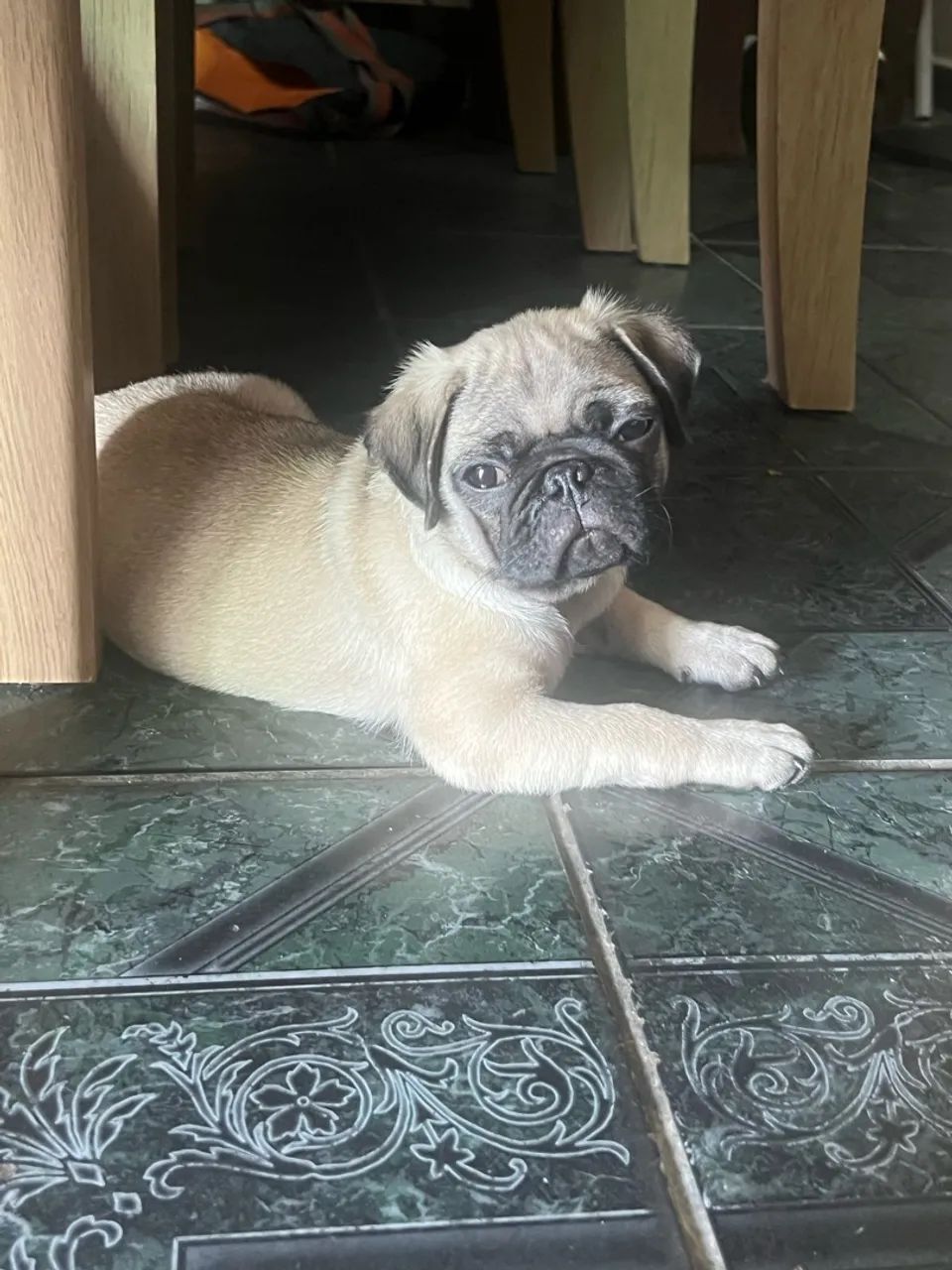 Pug