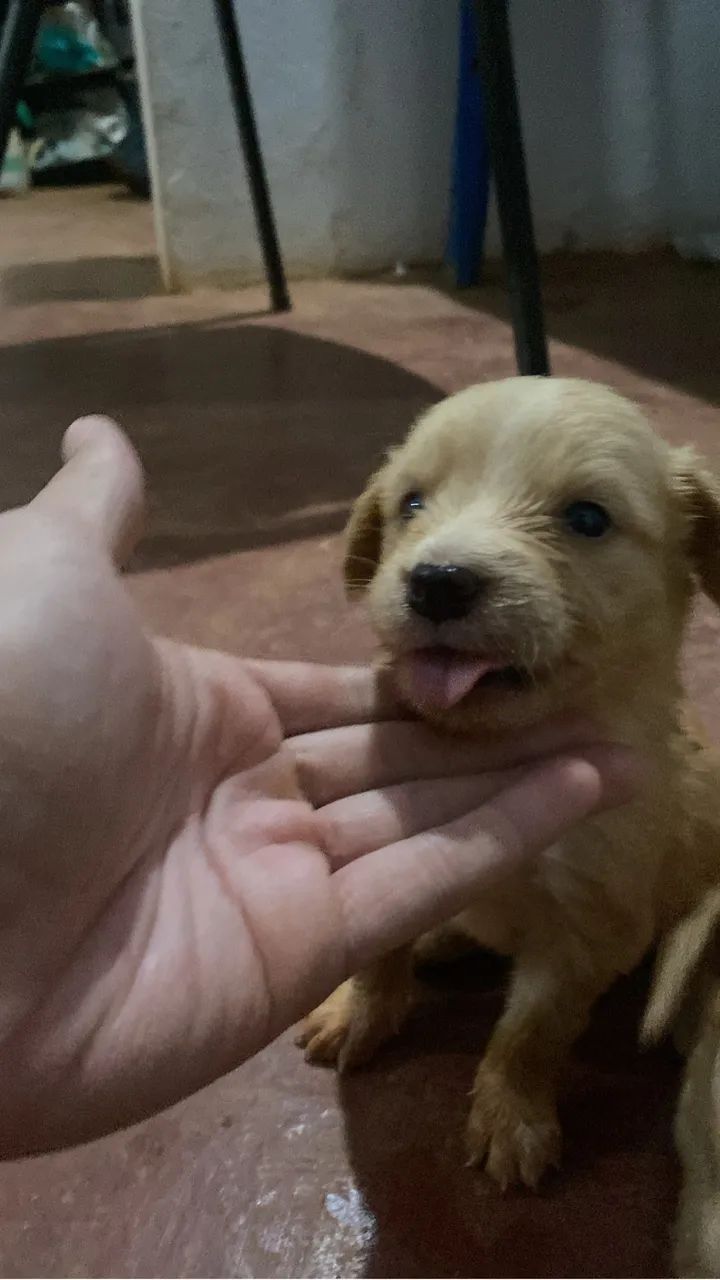 Filhotes para doação  - Foto 2