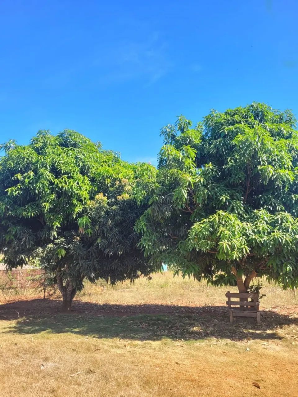 OPORTUNIDADE! CHÁCARA Á VENDA ENTRE NOVA VENEZA E NERÓPOLIS - Foto 5