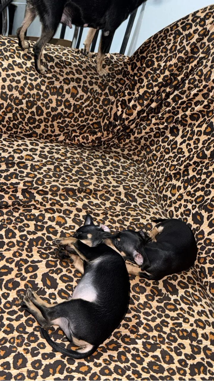 Cachorro pinscher - Foto 2