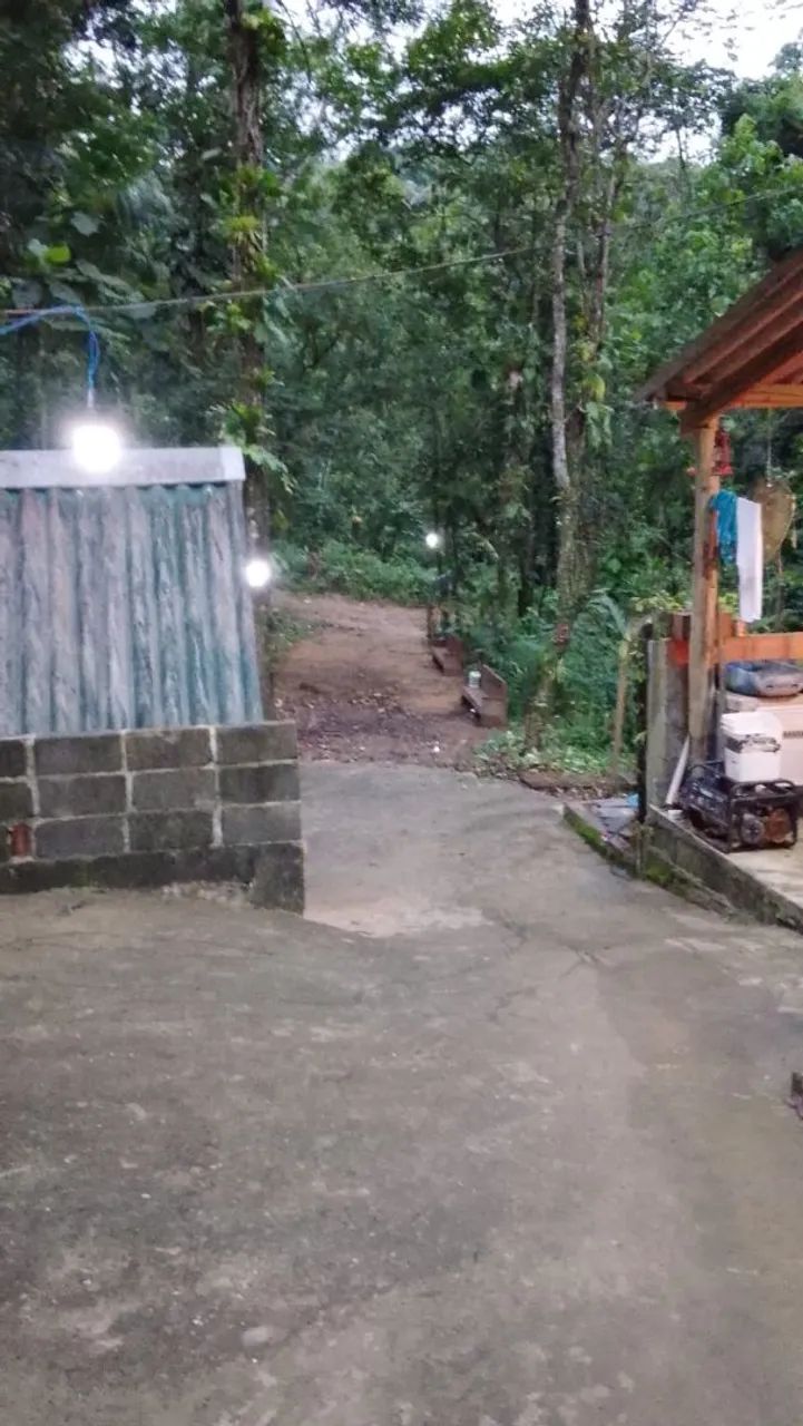 Foto - Ubatuba - Figueira