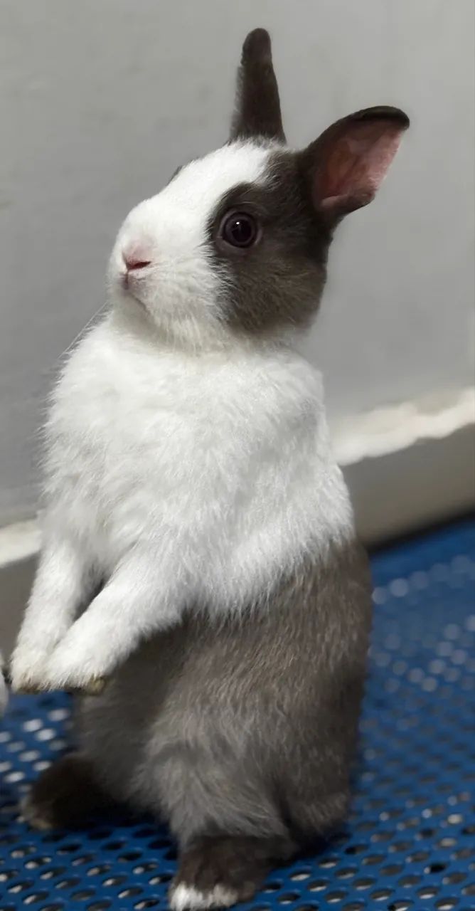 Coelho Anão Holandês  Netherland Dwarf - Foto 2