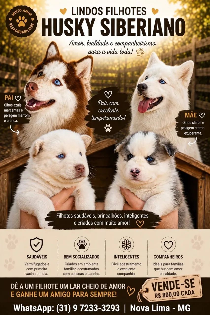 Husky siberiano wooly  - Foto 4
