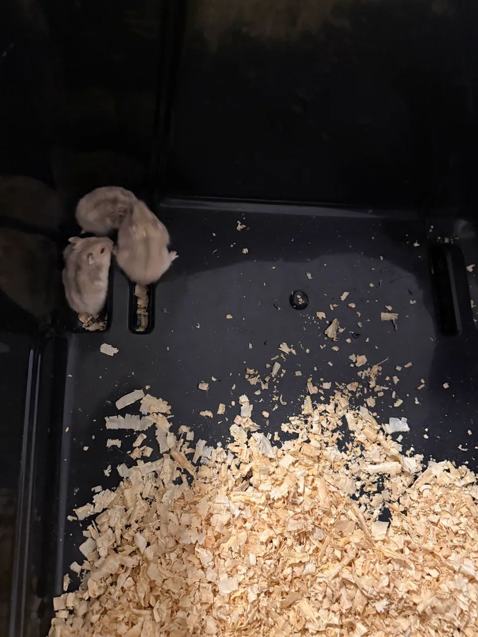 Filhotes Hamster Sírio 65203711332993123