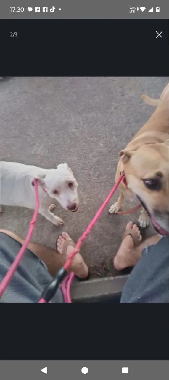 Passeador de cães - Foto 2