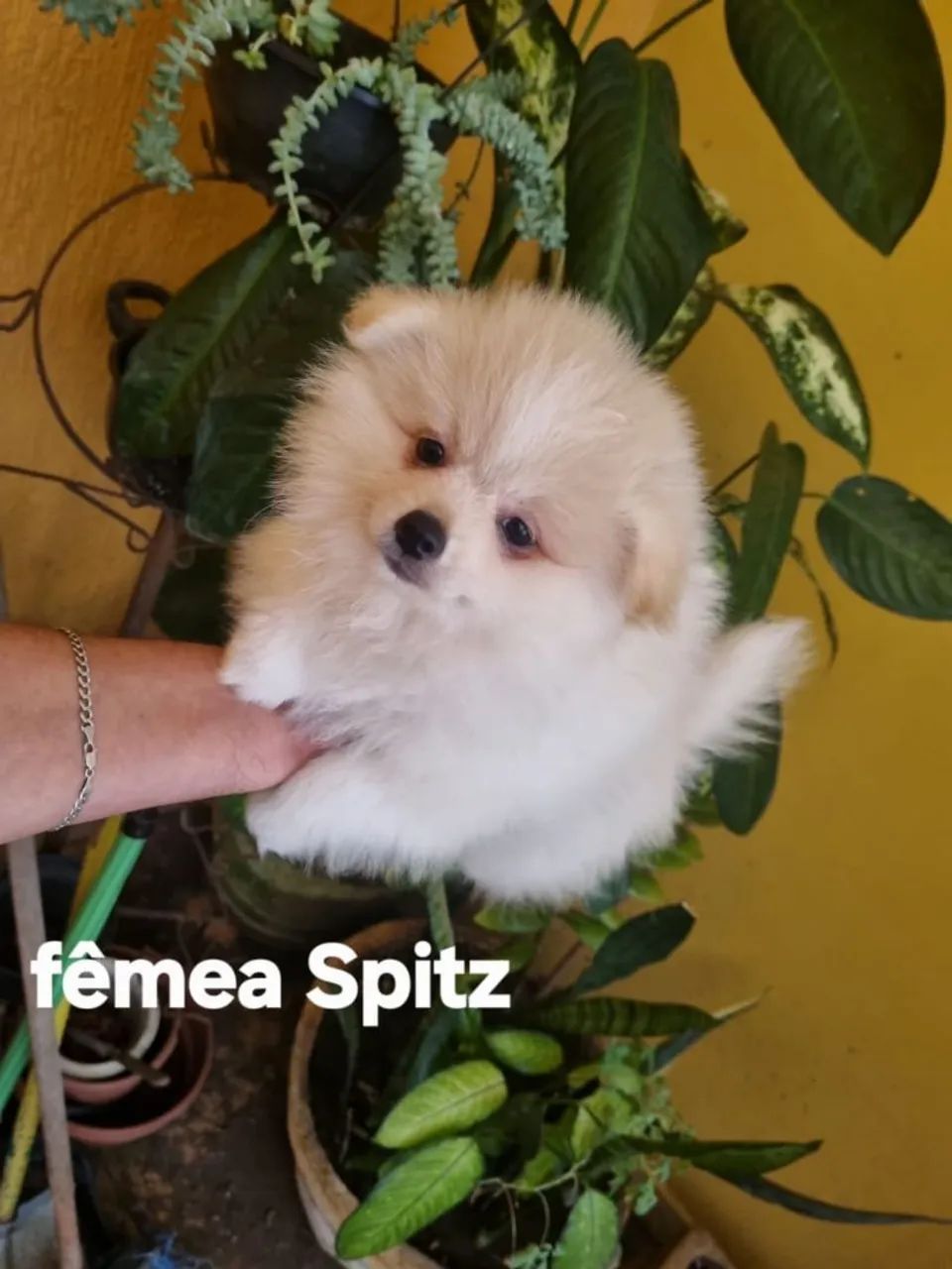 Spitz alemão  - Foto 3