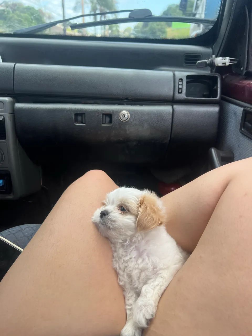 VENDE-SE Shitzu micro/mini  - Foto 3