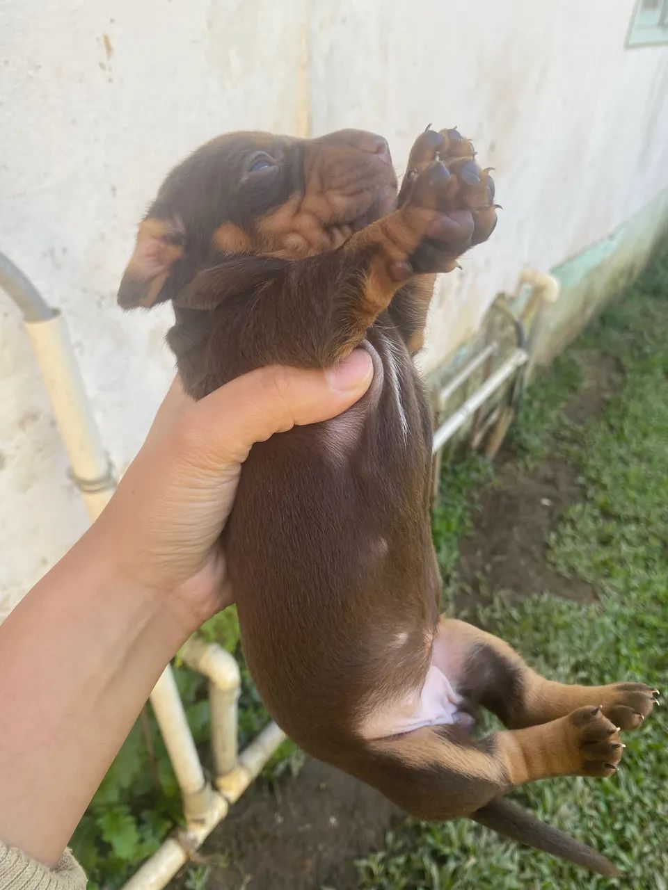 Dashund Arlequim e Chocolate (Salsicha) - Foto 3