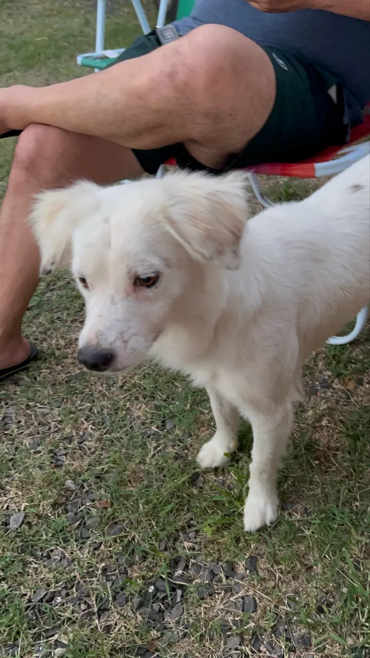 Doação macho 2 anos