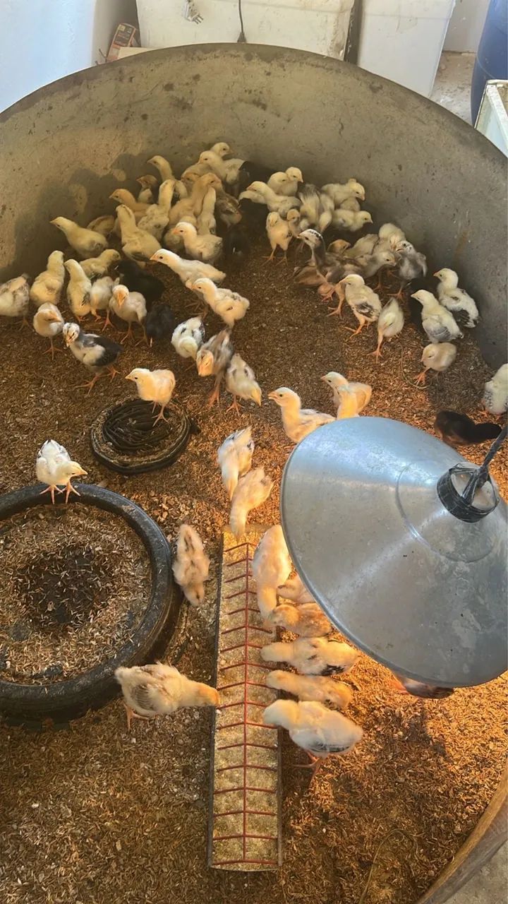 Pintinhos índio gente é caipiras. 